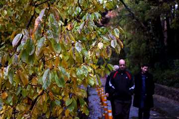 پاییز در دانشگاه علوم بهزیستی و توانبخشی